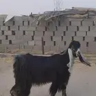 تيس عارضي جذع معرف