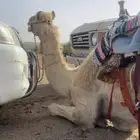 قعود للبيع طابع على الشرط