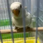 طيور روز اليفه ماشاء الله