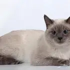 قط سيامي للتبني