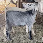 عنز كفوا