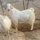 تيس فحل ابرص ثني