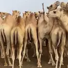 عجول بلدي وحشوان وتيوس وعجول برازيلي