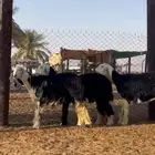 رخال نجد
