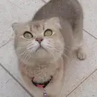 قطه سكوتش شورت هير للبيع