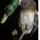 بط شرشيري ذكور