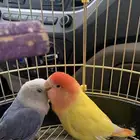 حيوان طيور روز اليف