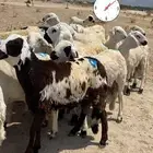 سواكن للبيع المطلوب 910