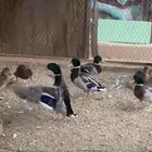 بط نحم