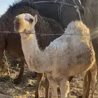 طبرجل