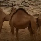 حاشي