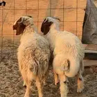 طليان نعيم للبيع