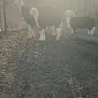 نجديه صنف حدرها اثنين