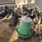 فروخ بط بح