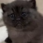 قطه سكوتش ستريت