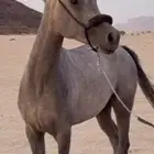 مهره شعبيه كفوو