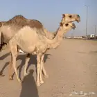 عشراء تحتها بكره كفو. تم البيع