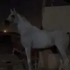 خيل للبيع ورق