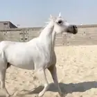 فرس شعبيه لقاح