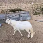 فحل سواكن مطور صنف