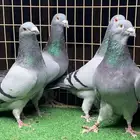 حمام زاجل (تم البيع)