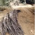 جريد نخل   نظيف كمية كبيرة