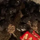 صيصان دجاج إندونيسي اسود كامل
