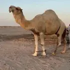 فحل اوضح ككفو وطيب ومنتج للبيع