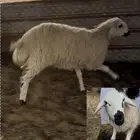 خمسة شياه رخال نعيمي غنم