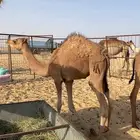 السلام عليكم