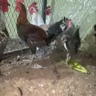 ديكه