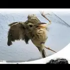 شبك دخل عصافير
