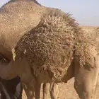 قعود قصب جنوب المزاحمية