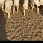 بهم تربيه تم البيع اضغط متابعه