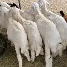 7طليان 6 تيوس للبيع الموقع بيشه