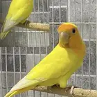 روز ذكر