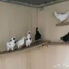 حمام قطايف مكاتيف من نوادر الحمام