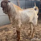 للبيع اربعه روس معزه مع فحل كشميري