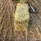 علف ذره جزانيه