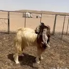 تيس هولندي مهجن السن رباع