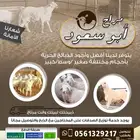 ذبيحتك لبيتك وانت مرتاح حري بري فاخر من الاخر