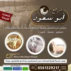 ذبيحتك لبيتك حري - سواكني فاخر من الاخر وانت مرتاح