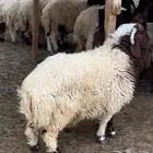 ذبايح نعيمي ذبيحه نعيم