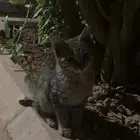 قط شيرازي للتبني