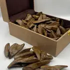 عود الشيوخ (مروكي و كلمنتان)