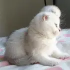 قطط سكوتش فولد