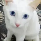 قطط منزليه للبيع عدد2