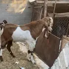 للبيع تيس فحل هولندي السن ثني