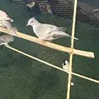 حمام خلخليت محميه