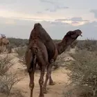 بعير ساحلي مشروط